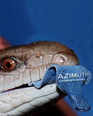 Image: Lots of red hot chillies